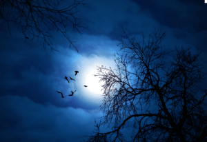 Moonlit night by Wargus Estor via KosherSamurai