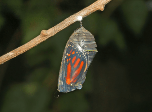 By Hectonichus (Own work) [CC-BY-SA-3.0 (http://creativecommons.org/licenses/by-sa/3.0) or GFDL (http://www.gnu.org/copyleft/fdl.html)], via Wikimedia Commons